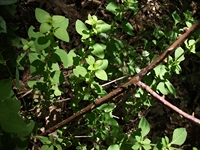 Portella_Calanna - Origanum_vulgare_20110605 014.jpg